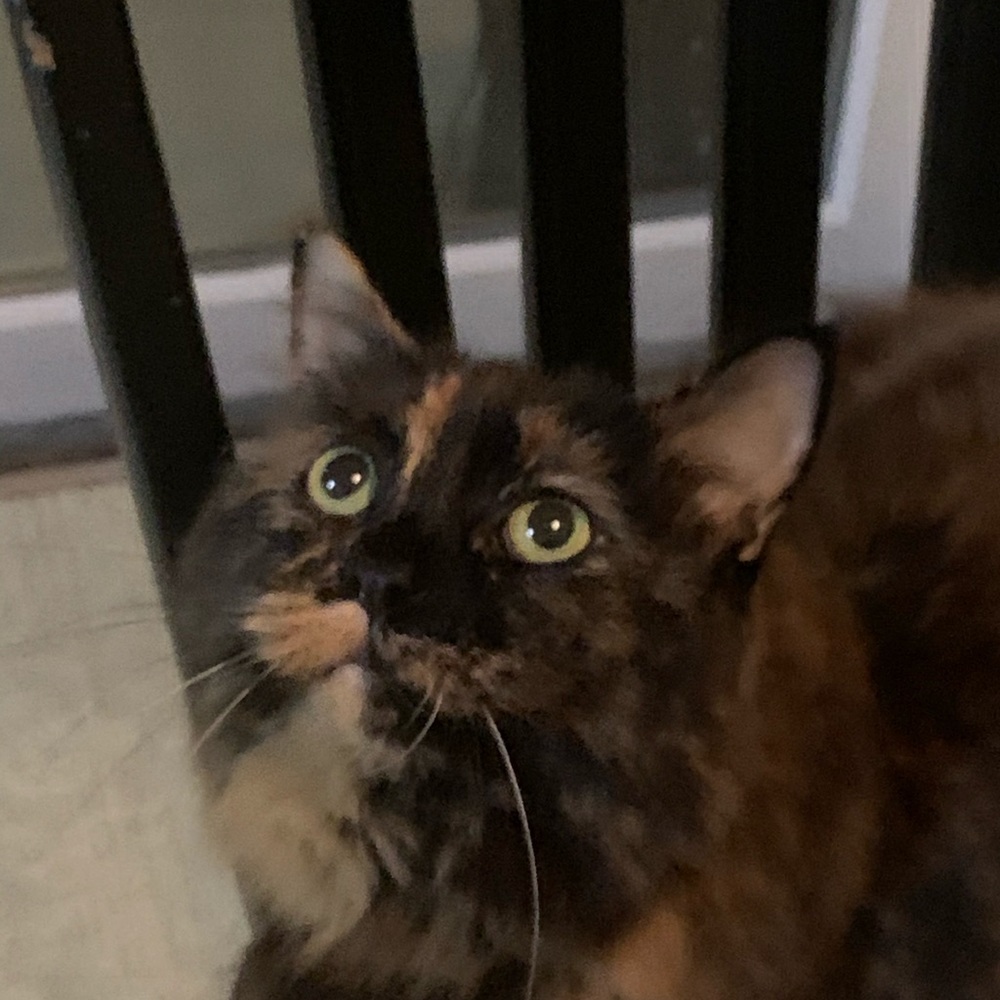 Meet your Posher, Nhung